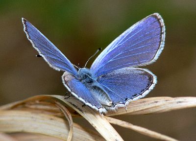 синий, бабочки - обои на рабочий стол