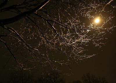 природа, деревья, ночь, небо - случайные обои для рабочего стола