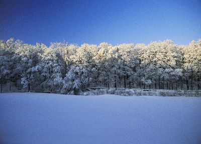 пейзажи, снег, деревья, леса - копия обоев рабочего стола