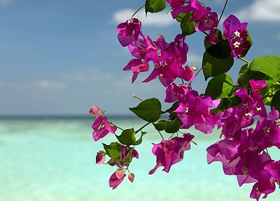 цветы, Бугенвиль, море - обои на рабочий стол
