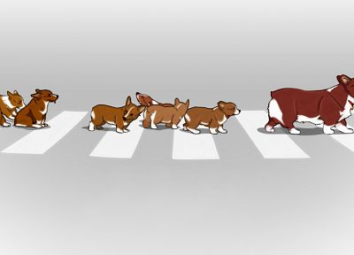 животные, Cowboy Bebop, собаки, щенки, корги, переходы, улица, Ein ( Cowboy Bebop ) - случайные обои для рабочего стола