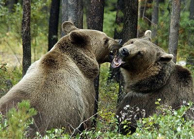 животные, медведи - случайные обои для рабочего стола