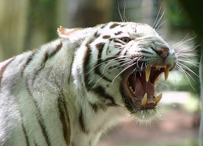 животные, белый тигр, кошачьи - похожие обои для рабочего стола
