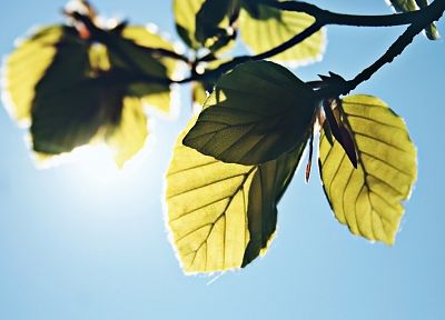 природа, листья, солнечный свет, небо - обои на рабочий стол