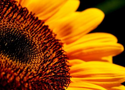 Солнце, цветы, подсолнухи - похожие обои для рабочего стола
