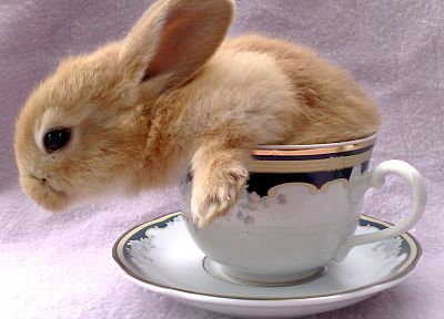 кролики, животные, кролики - обои на рабочий стол
