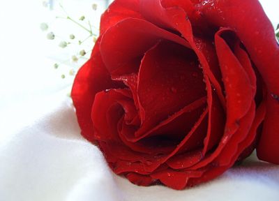 красный цвет, цветы, туман, растения, розы - оригинальные обои рабочего стола