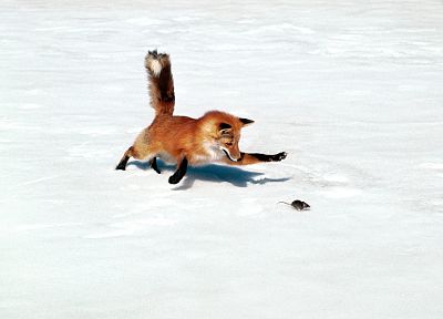 животные, лисы - случайные обои для рабочего стола