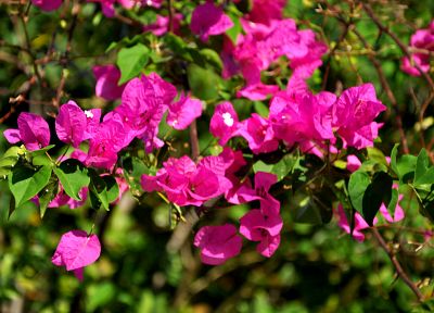 цветы, розовые цветы, Бугенвиль - случайные обои для рабочего стола