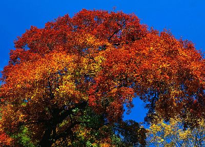 природа, деревья, осень, растения - оригинальные обои рабочего стола