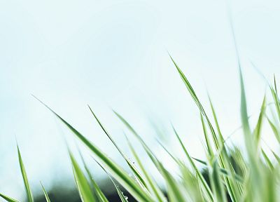 трава, макро, роса - случайные обои для рабочего стола