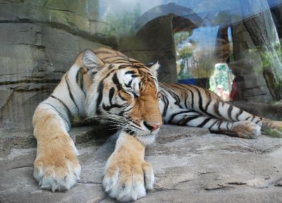 животные, тигры, спальный - случайные обои для рабочего стола