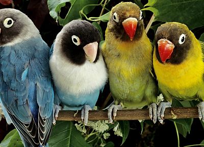 природа, птицы, животные, попугаи, Love Bird - обои на рабочий стол