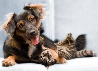 кошки, животные, собаки, котята - похожие обои для рабочего стола