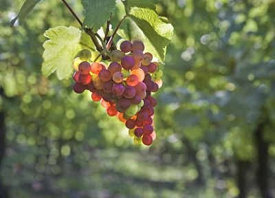 фрукты, виноград - случайные обои для рабочего стола