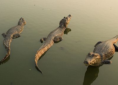 животные, крокодилы, рептилии - оригинальные обои рабочего стола