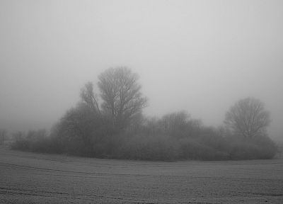 деревья, серый, туман, кусты - оригинальные обои рабочего стола