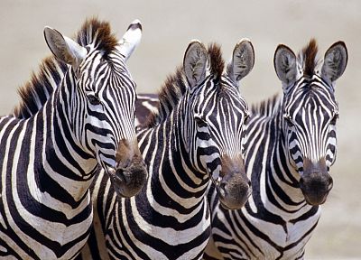 живая природа, зебры, Африка, Дикая Африка - случайные обои для рабочего стола