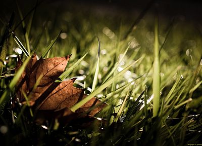 природа, лист, осень, трава, сезоны, кленовый лист - случайные обои для рабочего стола