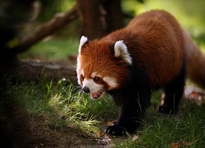 животные, на открытом воздухе, красные панды - оригинальные обои рабочего стола