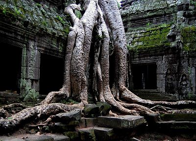 природа, деревья, Камбоджа - оригинальные обои рабочего стола