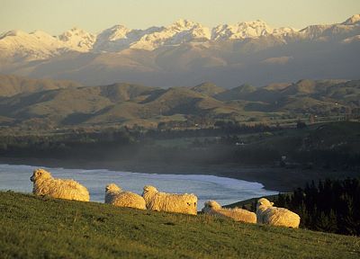 овца, острова, Новая Зеландия, юго, склон холма - обои на рабочий стол