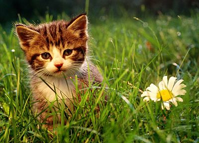 природа, цветы, кошки, животные, трава, котята - случайные обои для рабочего стола