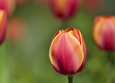 цветы, тюльпаны - случайные обои для рабочего стола