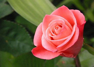цветы, розы, розовые цветы, розовые розы - случайные обои для рабочего стола