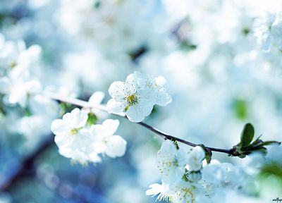 природа, весна, цветы - обои на рабочий стол