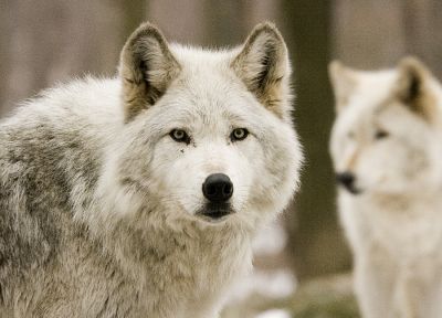 белый, животные, волки - похожие обои для рабочего стола