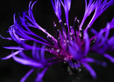 цветы, фиолетовые цветы - случайные обои для рабочего стола