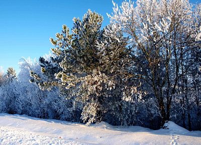 пейзажи, природа, зима, снег, деревья, белый, замороженный, Литва, ttic24 - случайные обои для рабочего стола
