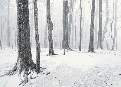 снег, деревья, леса, Теннесси - обои на рабочий стол