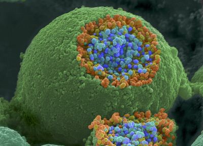 макро, микроскопическое, клетки - случайные обои для рабочего стола