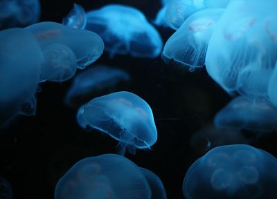 Медуза, под водой - обои на рабочий стол
