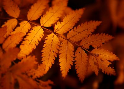 осень, оранжевый цвет, листья, макро - обои на рабочий стол