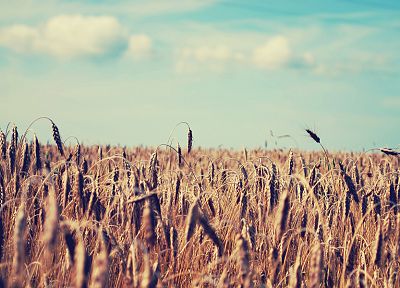 пейзажи, поля, пшеница - похожие обои для рабочего стола