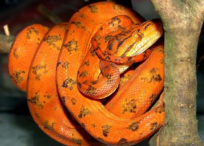 оранжевый цвет, змеи - случайные обои для рабочего стола