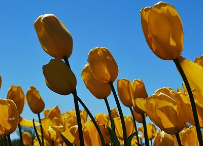 природа, цветы, тюльпаны, желтые цветы - случайные обои для рабочего стола