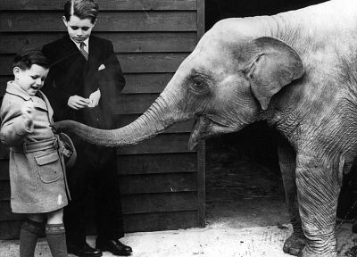 молодой, Бобби, слоны - случайные обои для рабочего стола