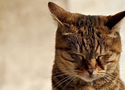 кошки, животные, закрытые глаза - копия обоев рабочего стола