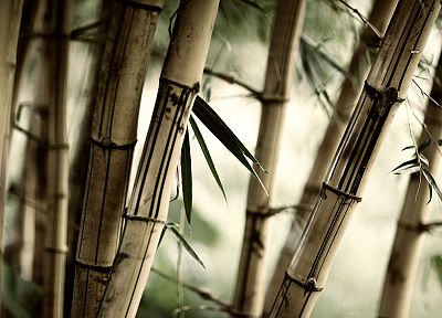 леса, листья, бамбук, растения - случайные обои для рабочего стола