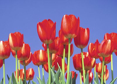 тюльпаны - случайные обои для рабочего стола
