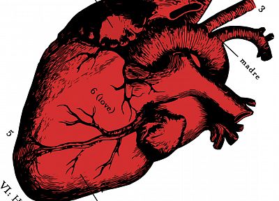 анатомия, сердца - копия обоев рабочего стола