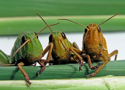 насекомые, кузнечик - похожие обои для рабочего стола