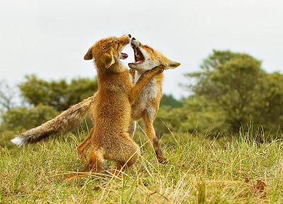 животные, борьба, живая природа, лисы - случайные обои для рабочего стола
