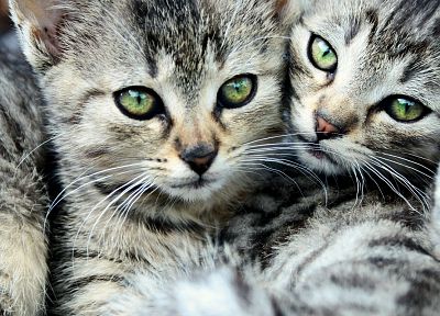 кошки, животные, зеленые глаза, котята - похожие обои для рабочего стола