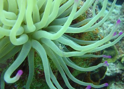 актинии, под водой, морская - случайные обои для рабочего стола