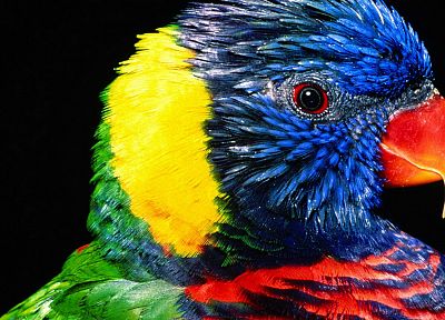 птицы, попугаи, радуга Лорикет - копия обоев рабочего стола